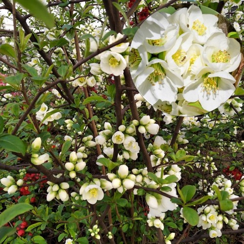 Chaenomeles superba 'Jet Trail' - Kaunis ebaküdoonia 'Jet Trail' C1,5/1,5L